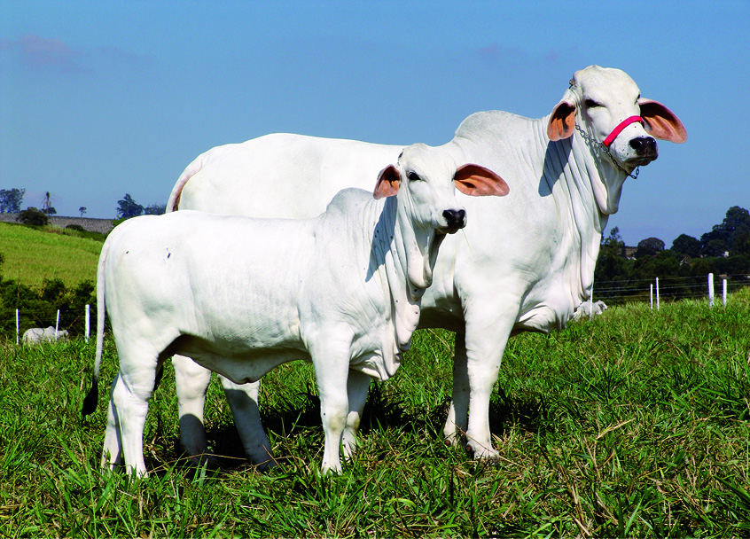 Brahman: conheça a raça zebuína que preza pela habilidade materna e  qualidade de carcaça [Projeto Raças]