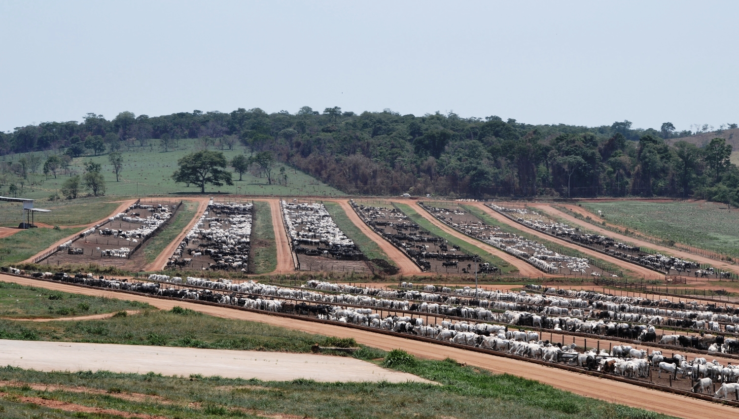 Confinamento Fazenda Mirante Archives - BeefPoint | O ...