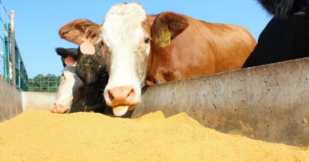 Adm Adquire A Francesa Neovia Por 1 5 Bilhao